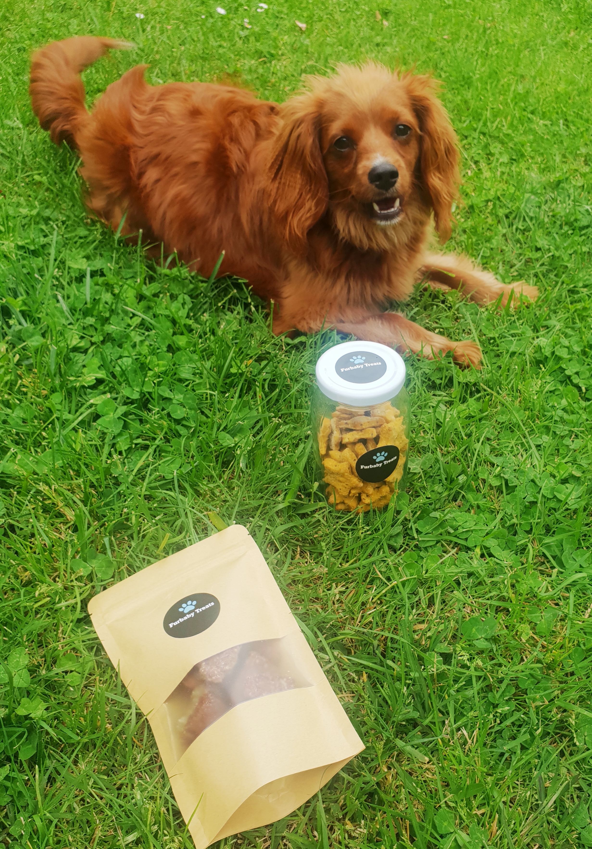 Furbaby Treats